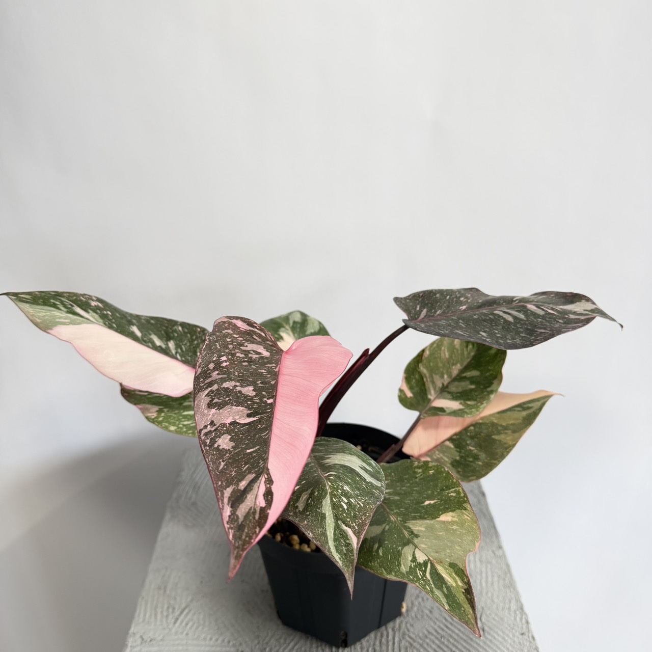 S__22478901_0