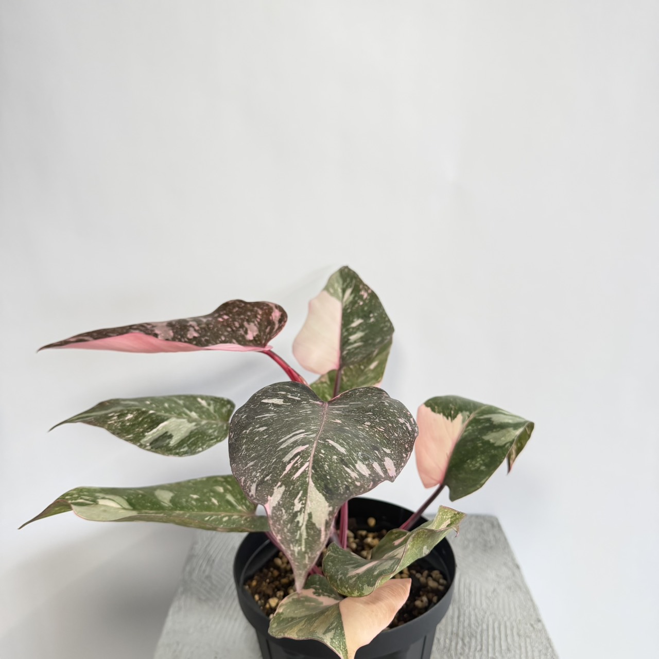 S__22478902_0
