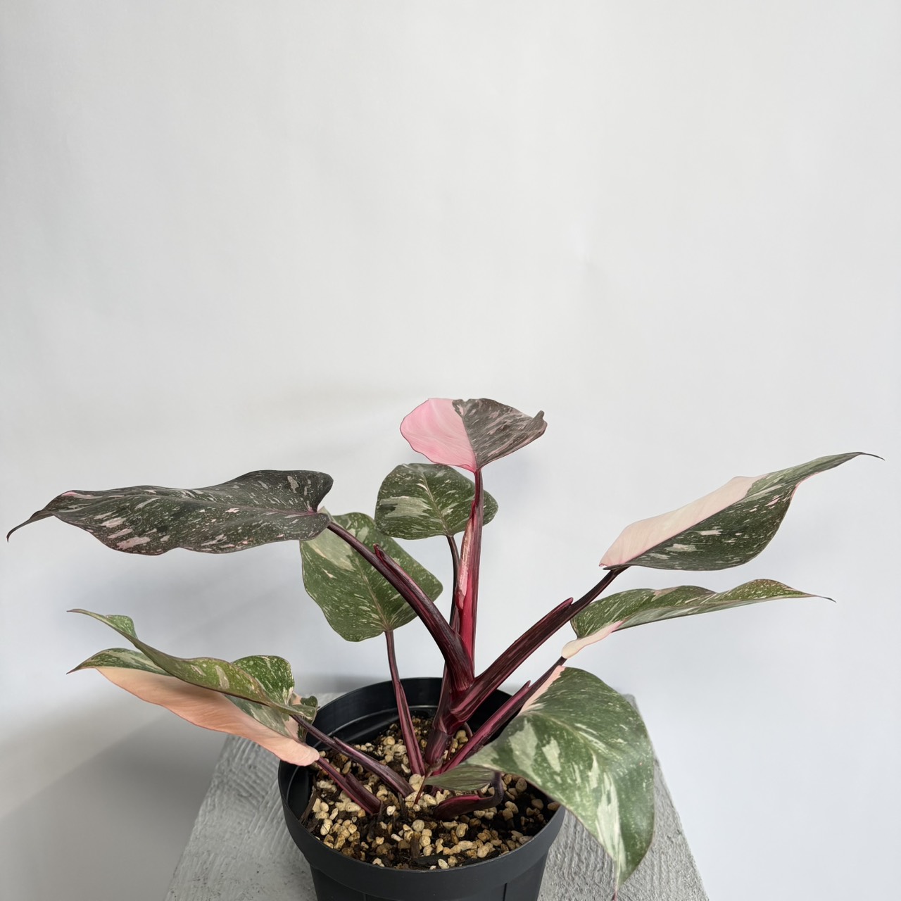 S__22478904_0