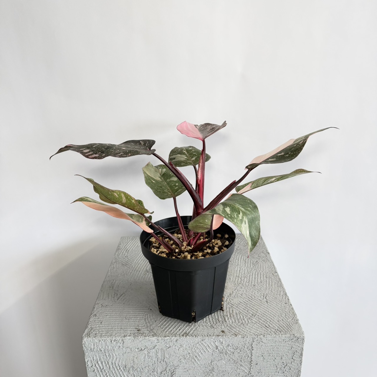 S__22478905_0