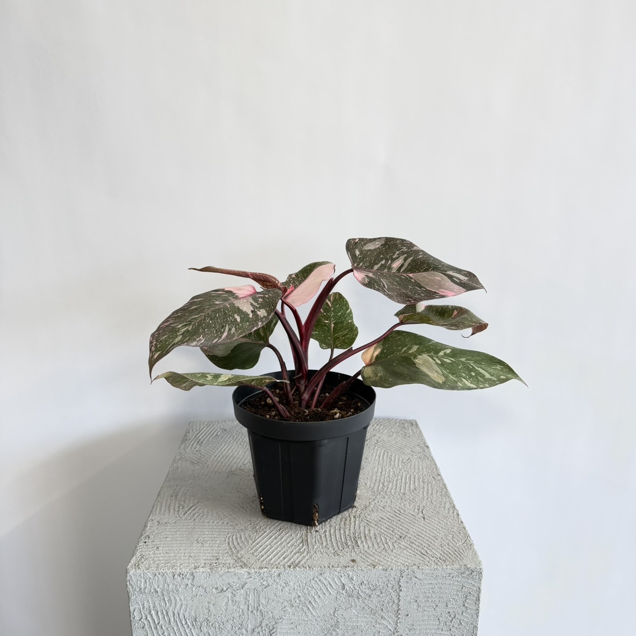 S__22650886_0