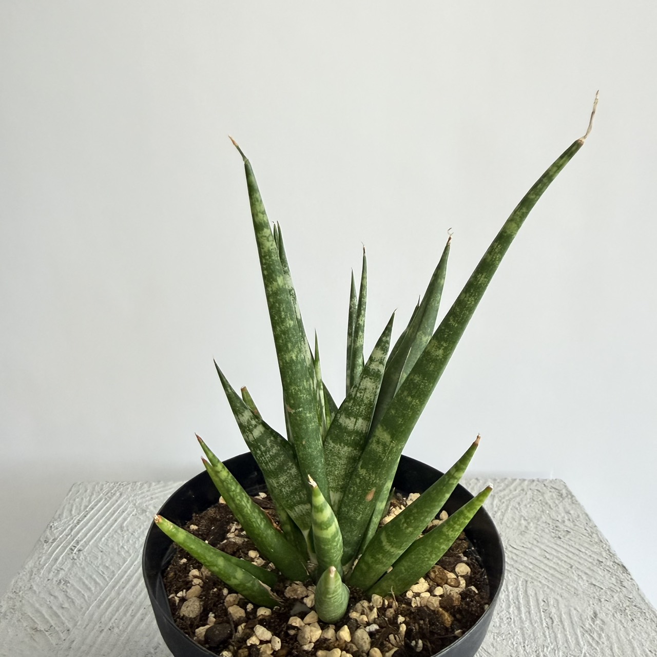 S__22650909_0