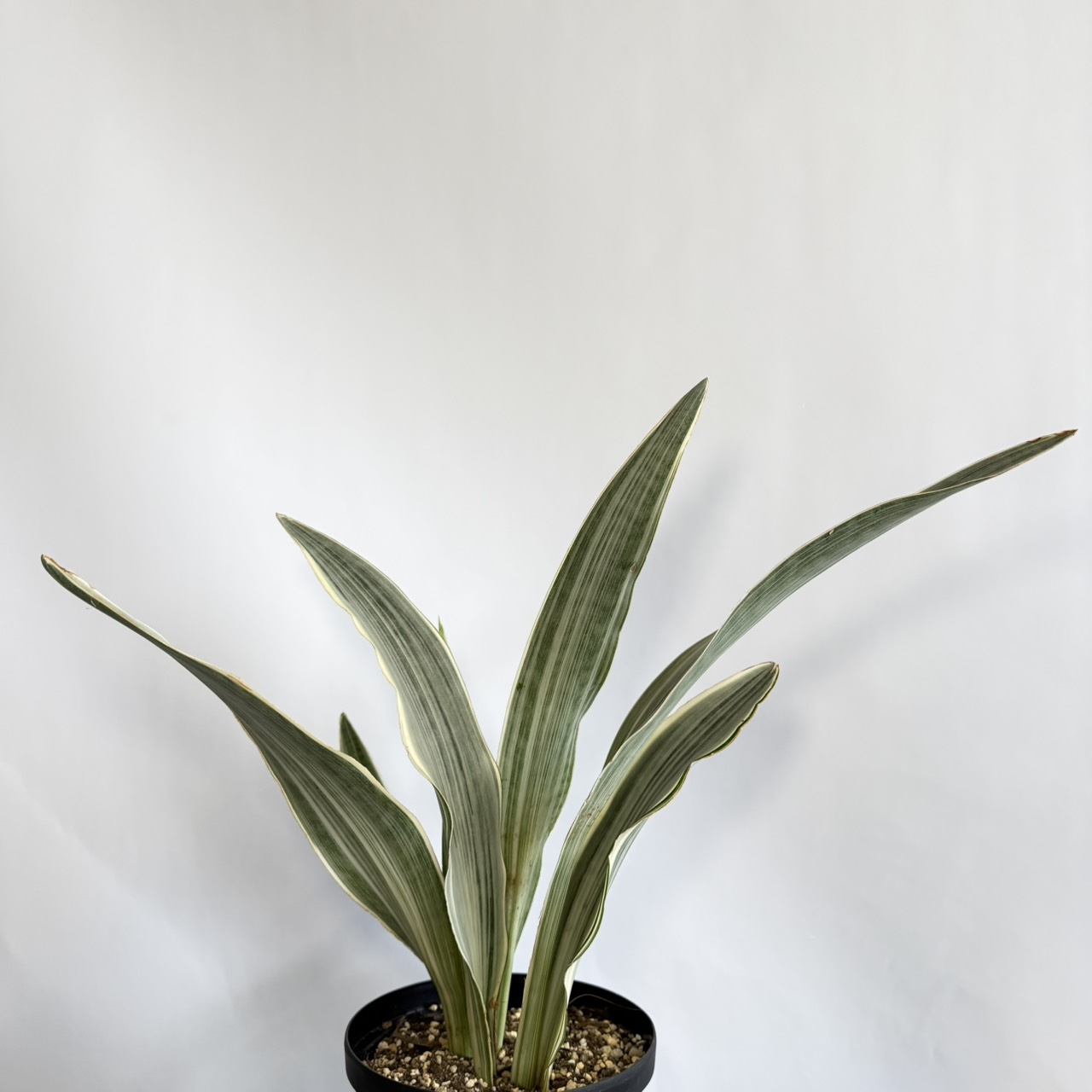 S__22757479_0
