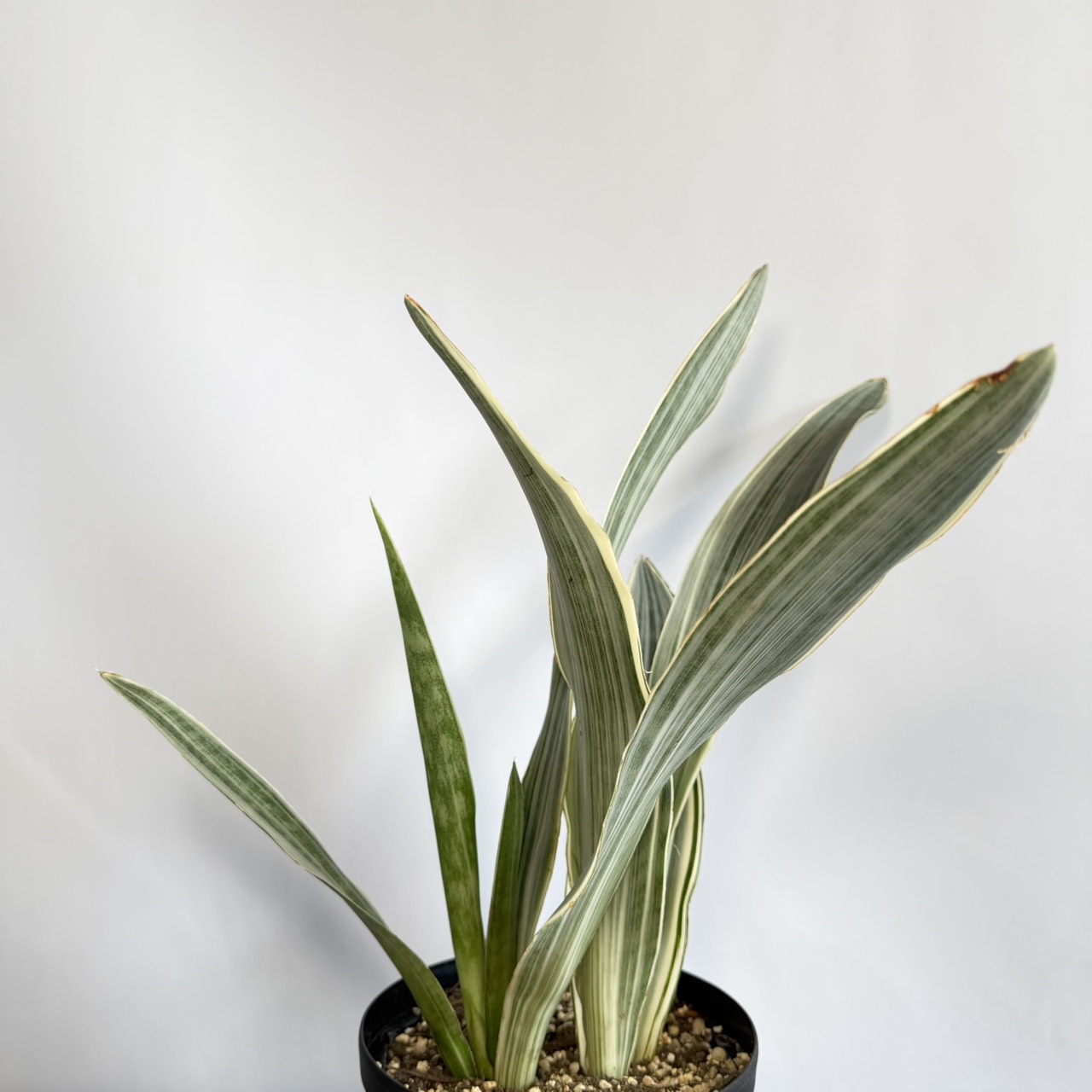 S__22757480_0