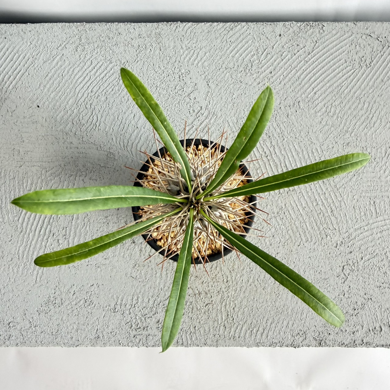 S__22847553_0