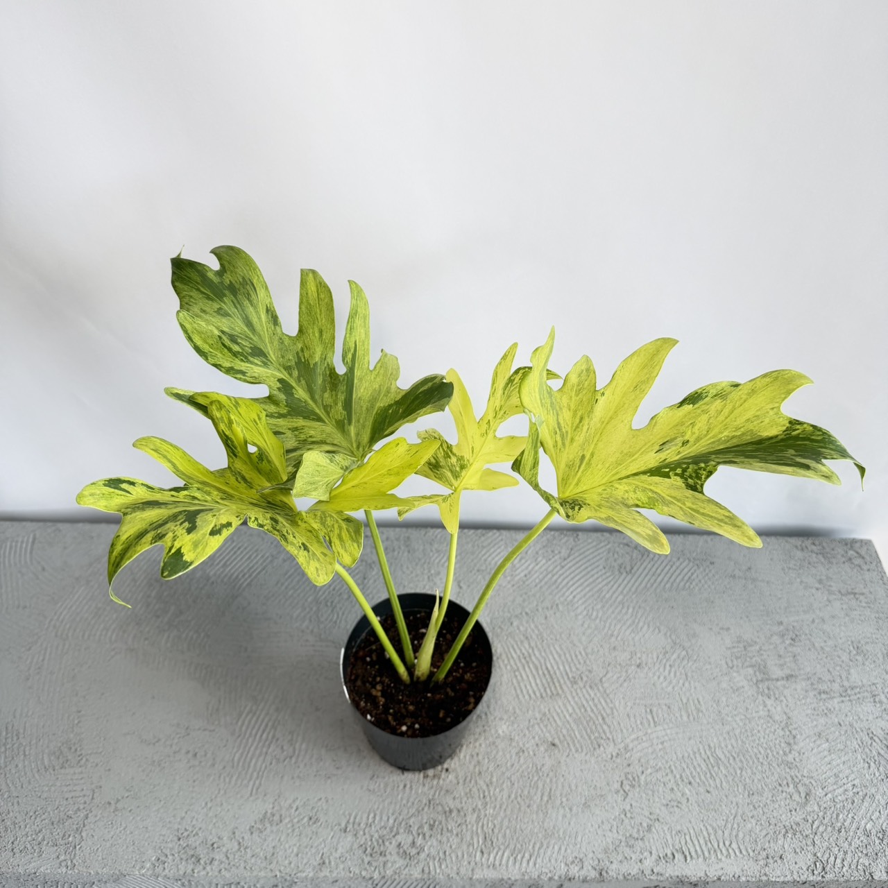 スタッフ初見の品種も！？TOKIMEKI GREENの斑入り植物をご紹介