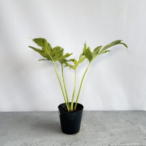 セローム　斑入り　4号サイズ