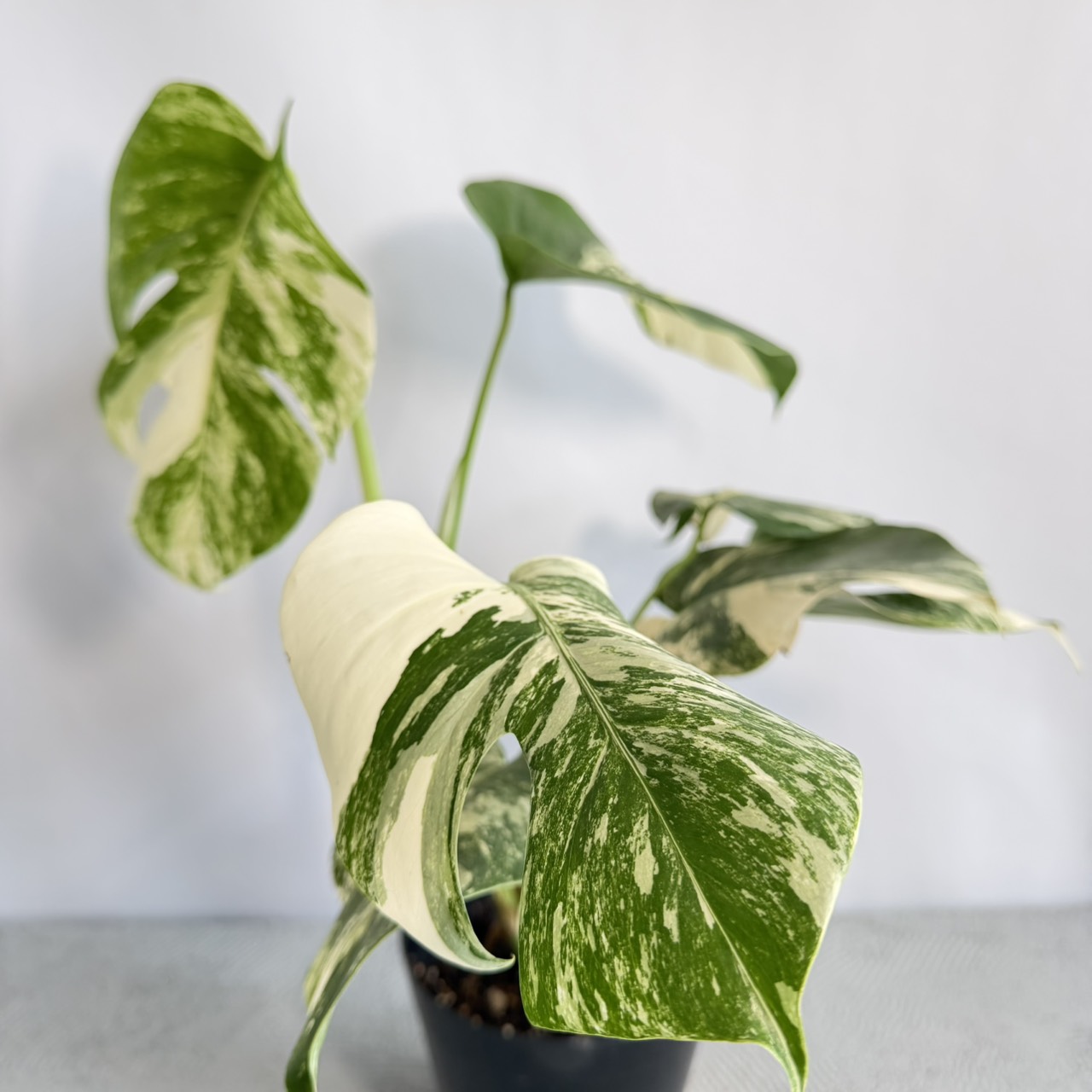S__22855730_0