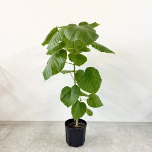ウンベラータ7号size