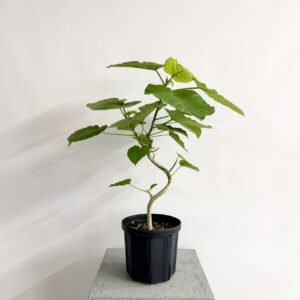 ウンベラータ6号size