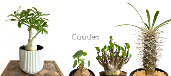 塊根植物