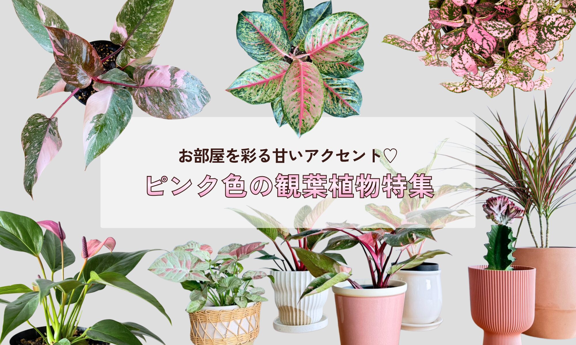 お部屋を彩る♡ピンク色の観葉植物