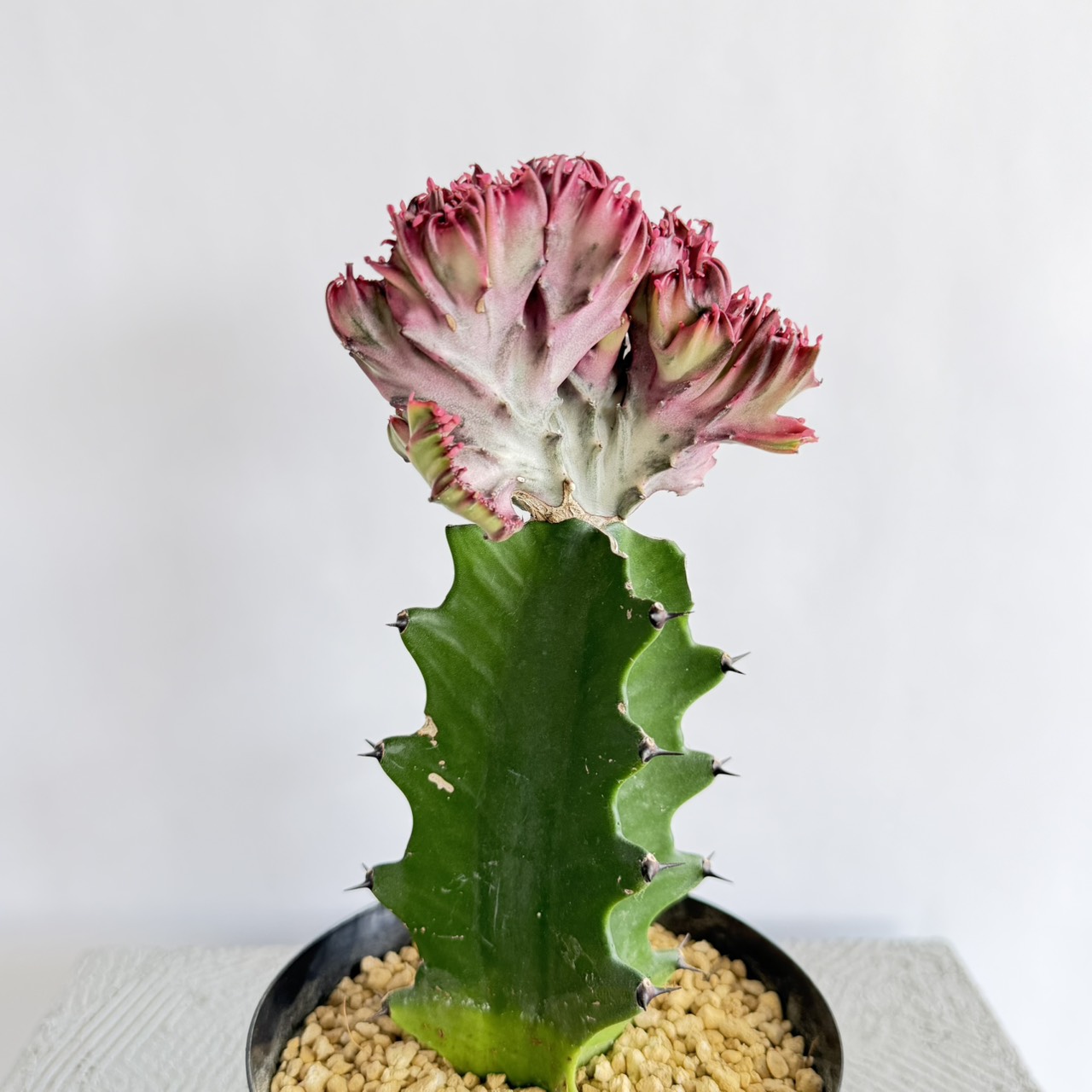 ピンク色の観葉植物♡人気の品種６選
