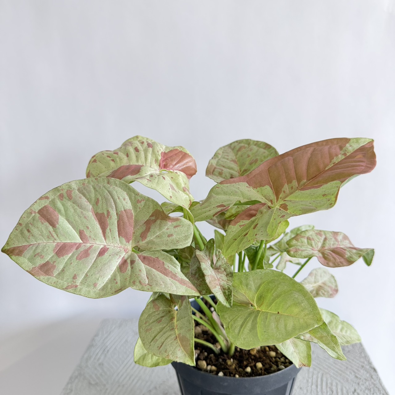 ピンク色の観葉植物♡人気の品種６選