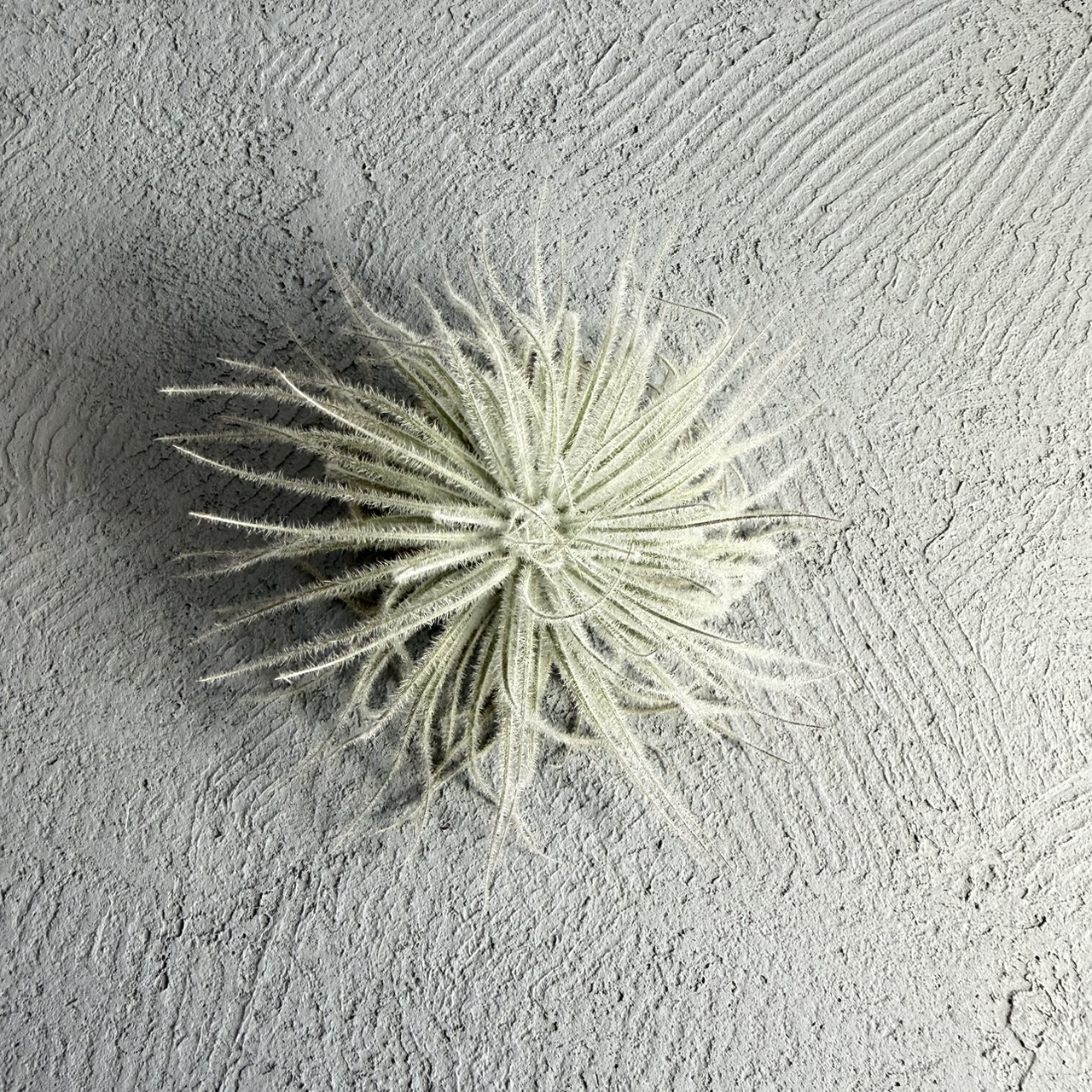 S__23085114_0