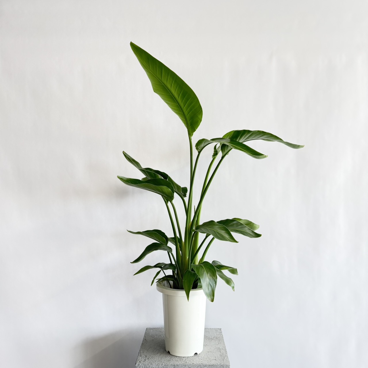 S__23298064_0