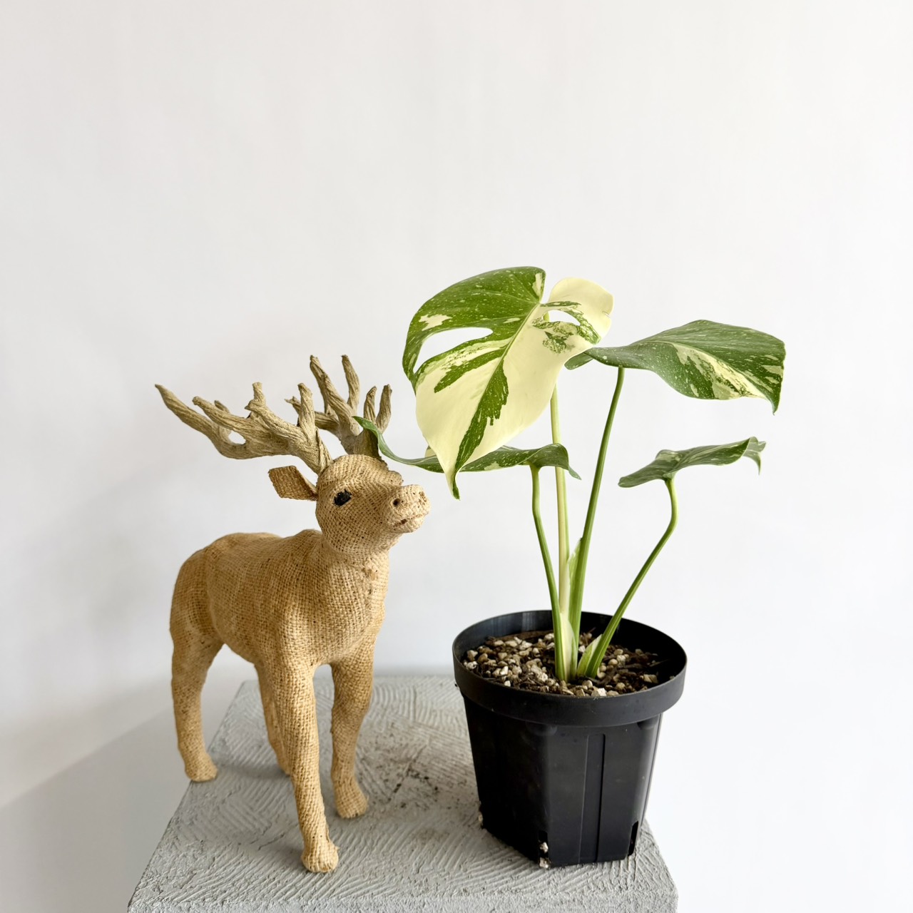 S__23519309_0