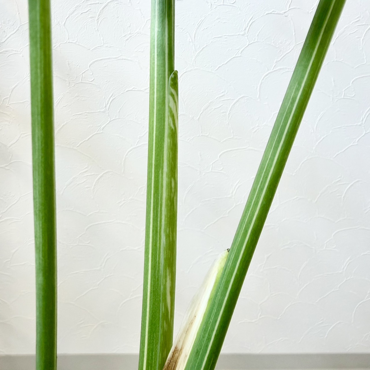 S__23519329_0
