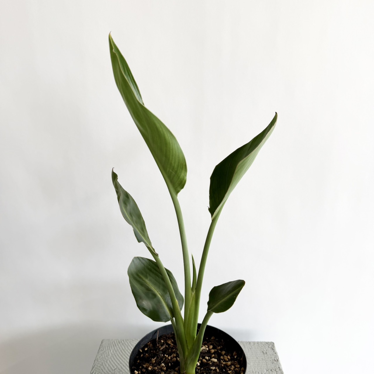 S__23560270_0