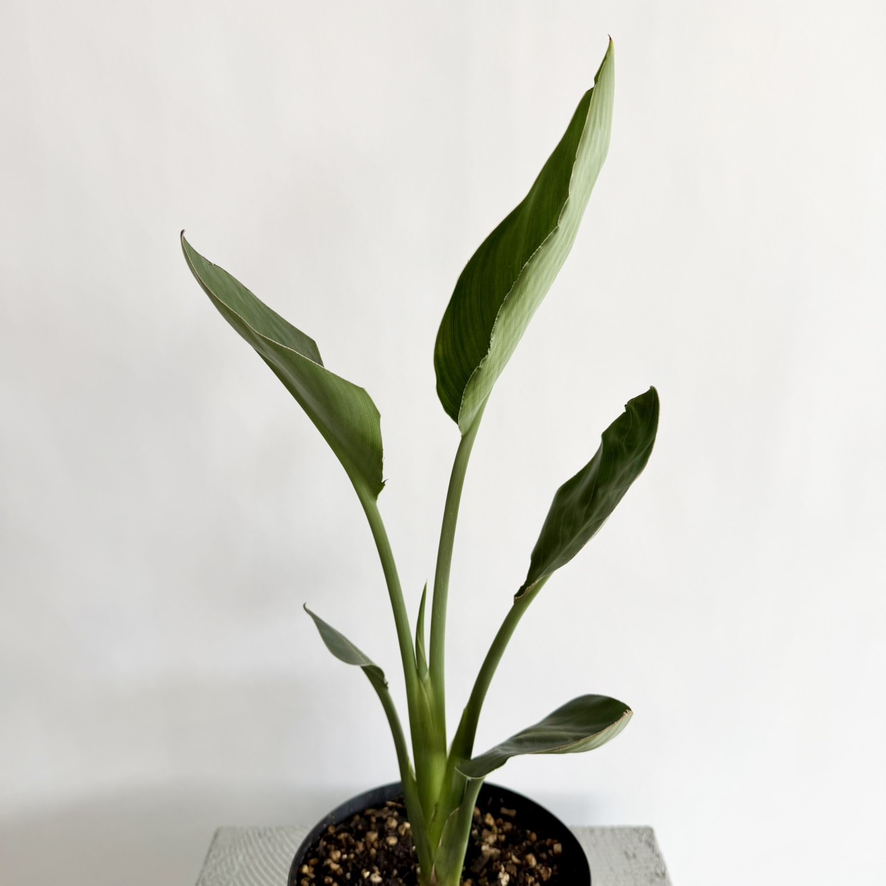 S__23560272_0