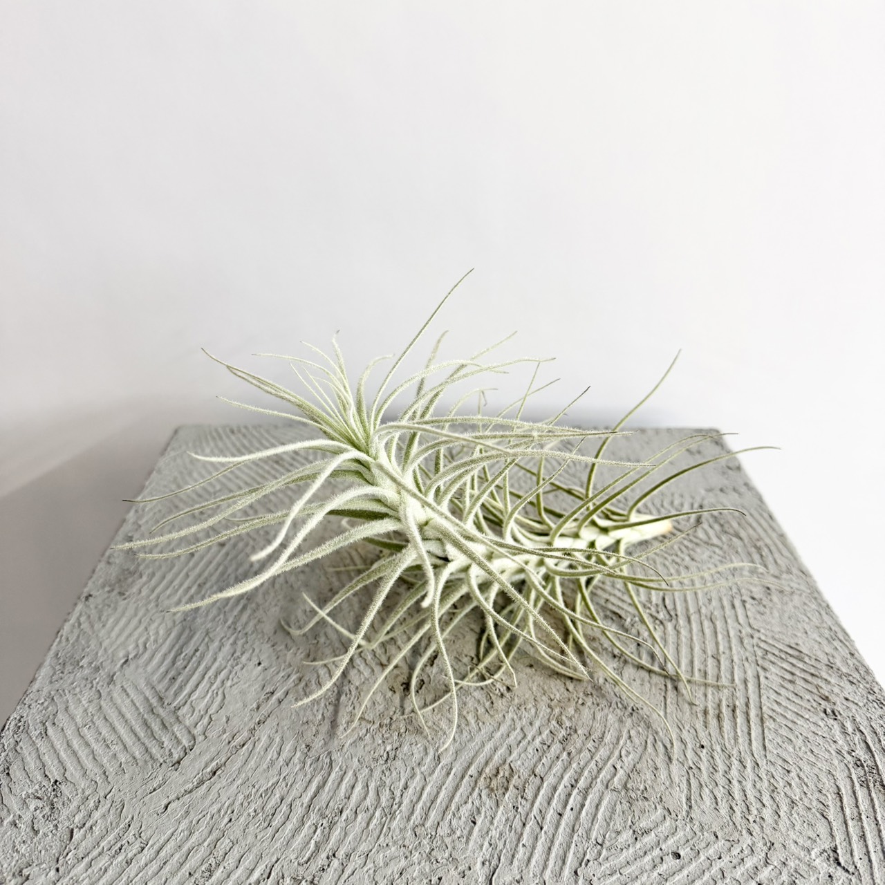 S__23740479_0