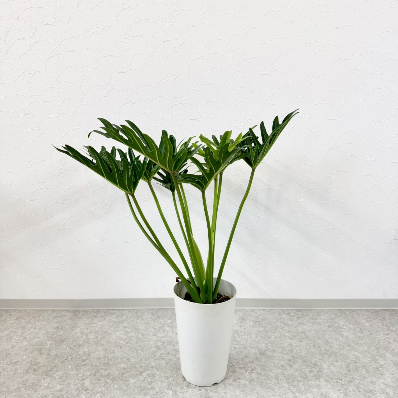 S__23740504_0