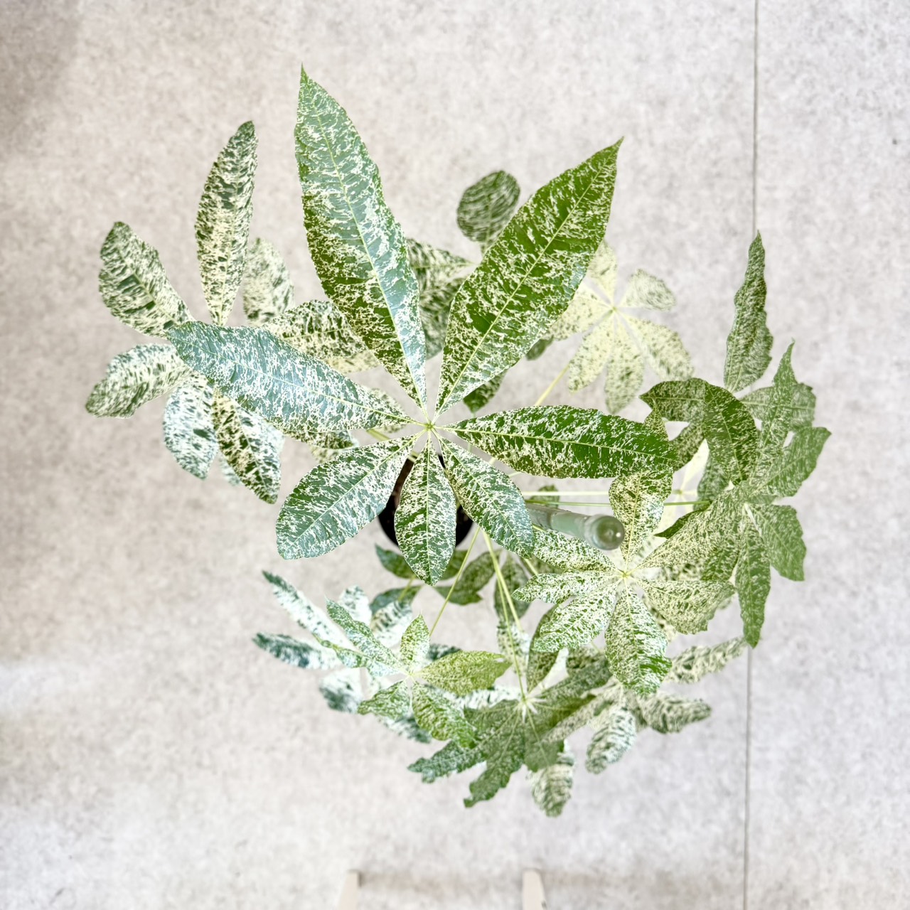 S__24068120_0