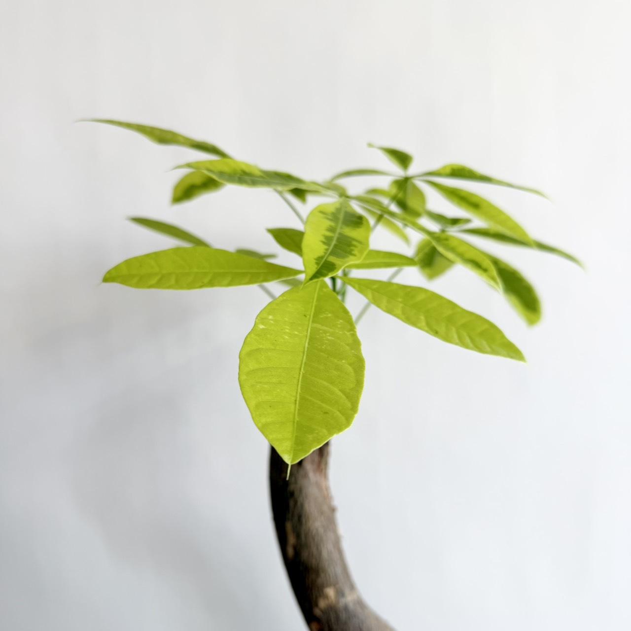 S__24068157_0