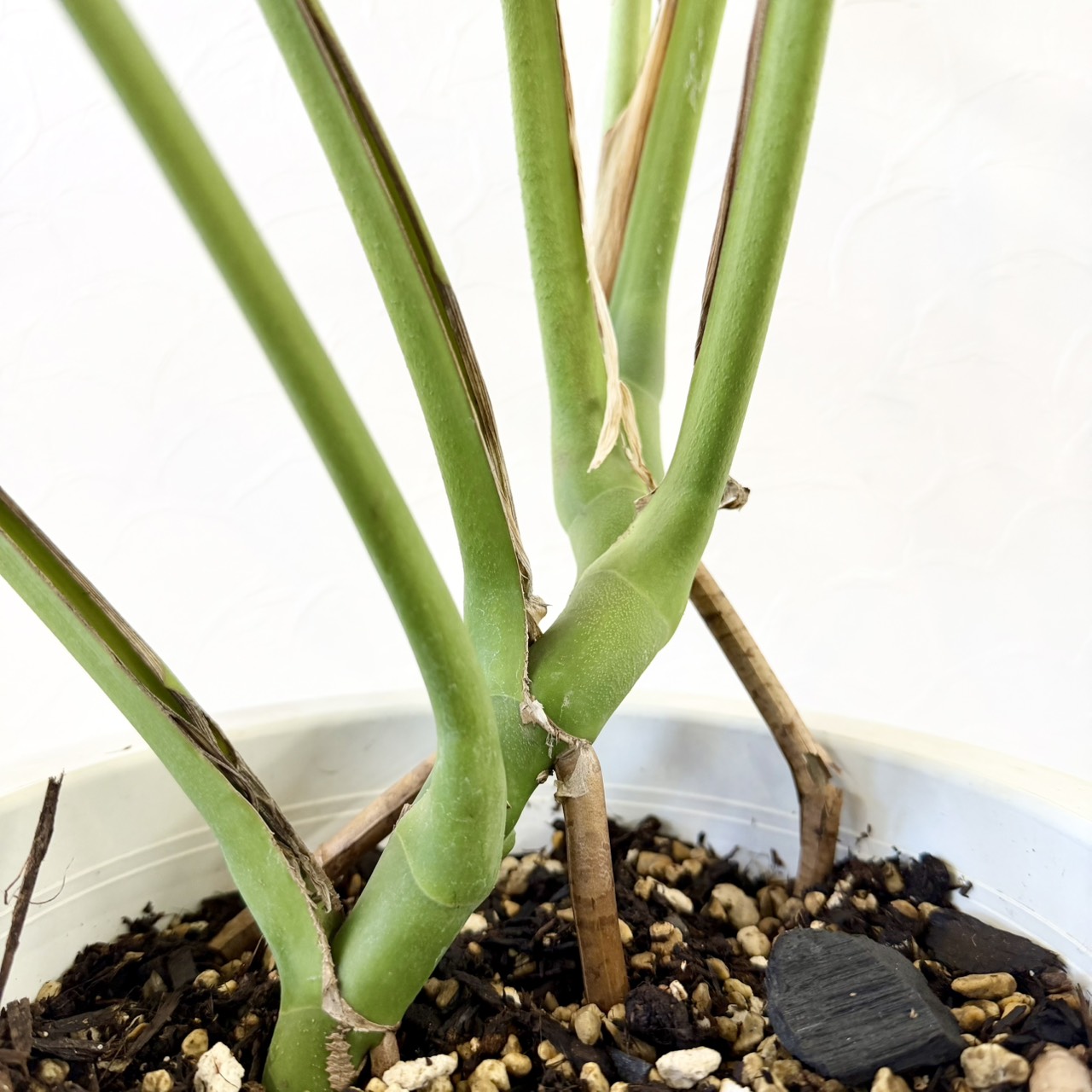 S__24092741_0