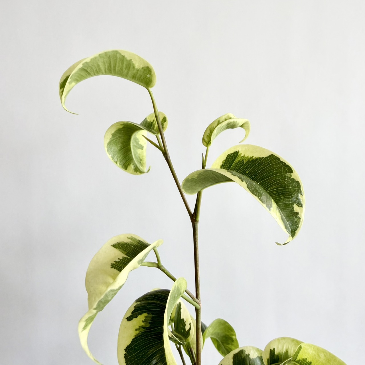 S__24289301_0