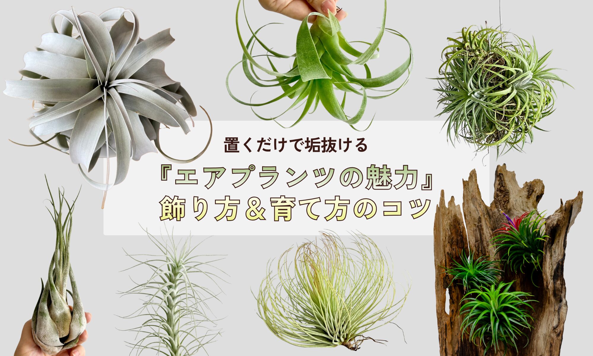 置くだけで垢抜ける！『エアプランツの魅力』と飾り方＆育て方のコツ